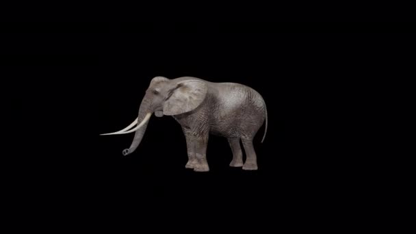 Elephant Attack Animation — Stock Video
