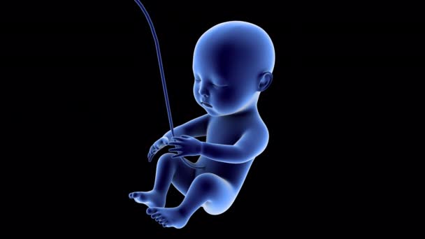 Baby Fetus Animation — Αρχείο Βίντεο