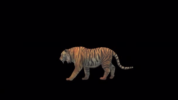 Animation Tiger Walking — Stock Video © jamesholland74 #588058108