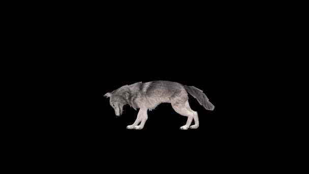 Realistyczna Animacja Wolf Eating — Wideo stockowe