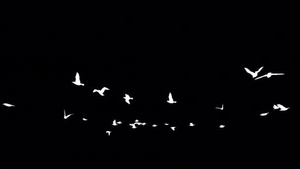 Silhouette Bianca Animazione Gabbiani — Video Stock