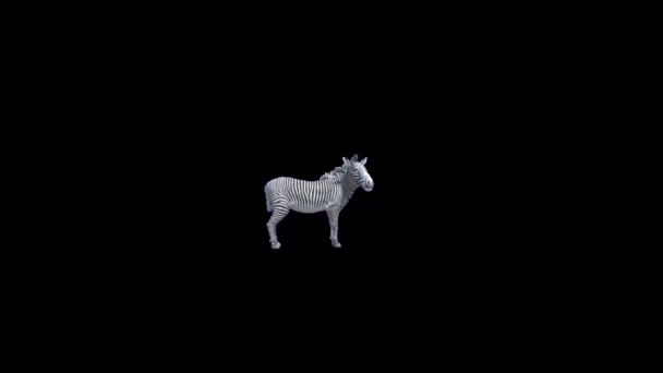Zebra Olhando Volta Animação — Vídeo de Stock