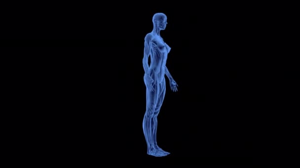 Žena Skeleton Svalový Systém Animace — Stock video