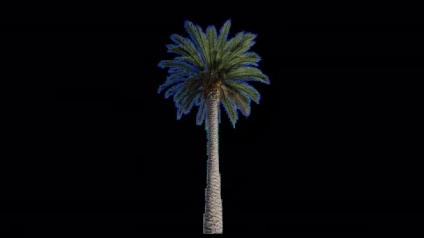 Palm Tree Swinging Wind Animation — Stock Video