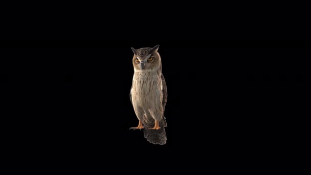 Owl Looking Animation — 图库视频影像