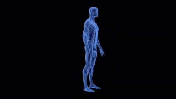 Man Skeleton Muscle System Animation — Stock Video