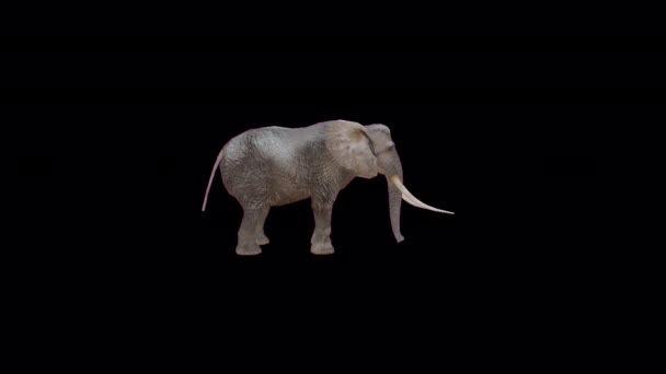 Realistic Elephant Animation Transparent Background — ストック動画