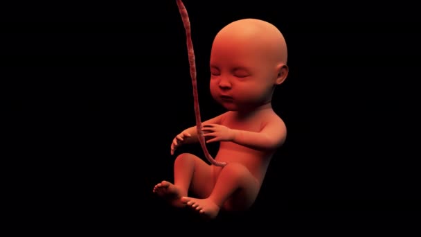 Baby Embryo Animation — Stok Video