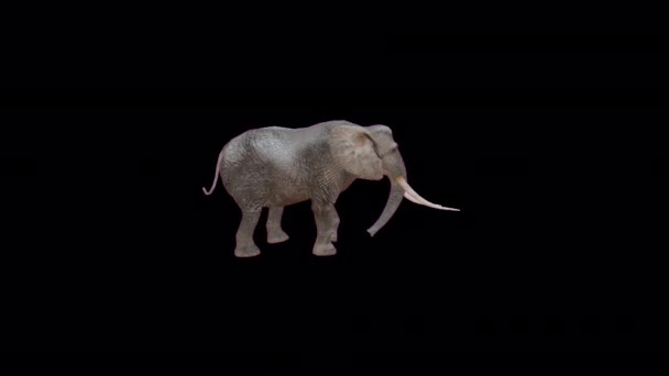 Elephant Walking Animation Transparent Background — ストック動画