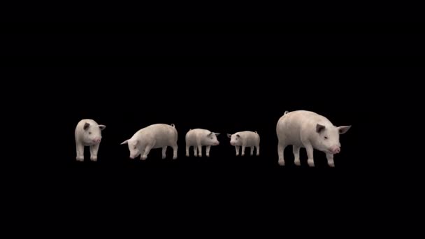 Pigs Animation Transparent Background — ストック動画
