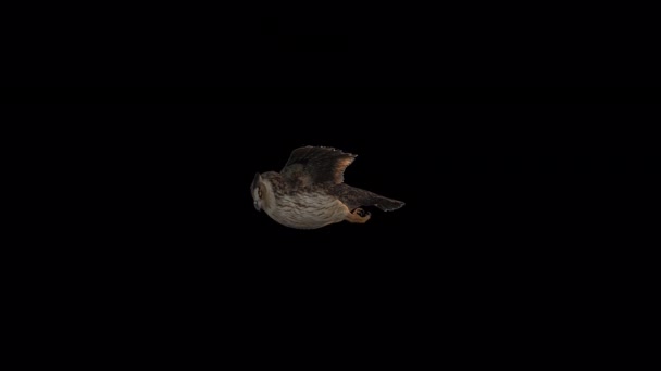 Owl Flying Animation Transparent Alpha Background — ストック動画