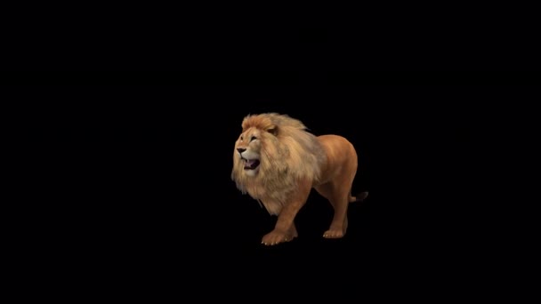 Lion Howl Looped Animation — Stock Video