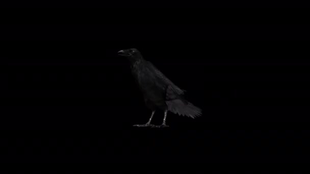 Raven Idle Eating Animation — 图库视频影像