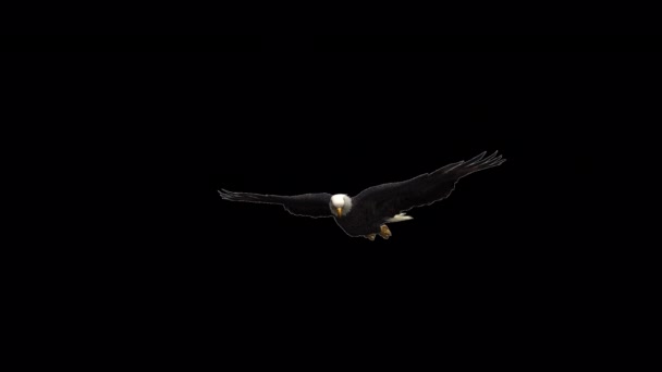 Вид Збоку Красивого Орла Літає — стокове відео