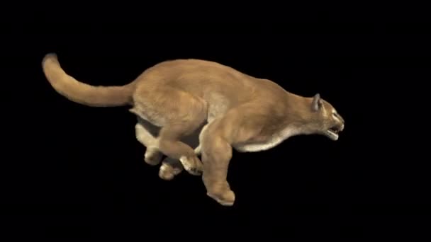 Feline Puma Run Loop Side View — Stock Video
