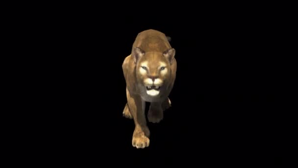 Feline Puma Run Loop Front View — Stockvideo