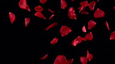 Muhteşem kırmızı gül geçişi