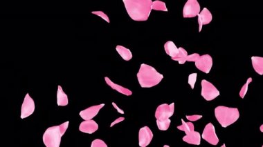 Güzel pembe gül geçişi ve ortaya çıkar