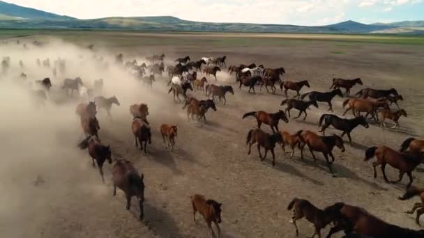 Aerial Movie Herd Thoroughbred Horses Moving Desert — 图库视频影像