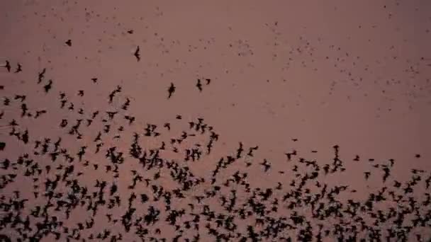 Morcegos Câmera Lenta Durante Pôr Sol — Vídeo de Stock