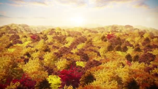 Aerial Autumn Forest Background Camera Fly Autumn Forest Sunset Loop — Stok video