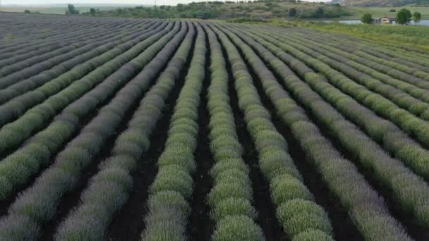 Aerial View Levels Planted Lavender — Stock videók