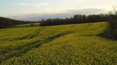 Havadan Tarım Manzarası Baharı