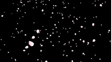 Cherry Blossom(Sakura) Petals Falling with alpha channel for overlays