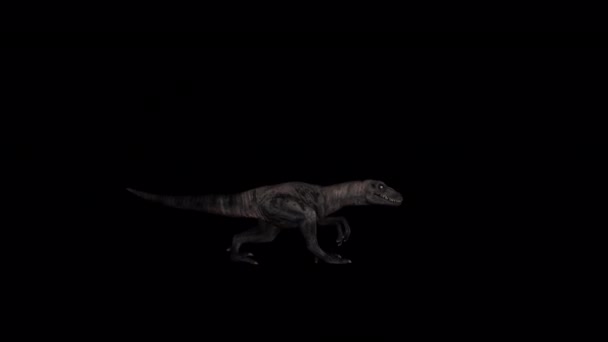 Velociraptor Walk Animation — Vídeo de Stock