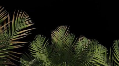 Alfa kanallı Palmiye Ağacı Yaprağı Çerçevesi