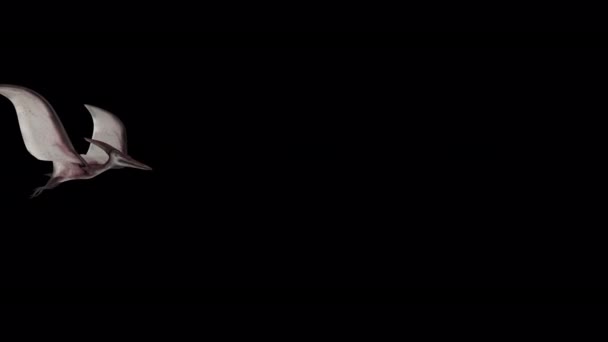 Птеранодон Летючий Динозавр Анімація — стокове відео