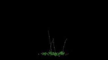 Red and White Growing Flower animation