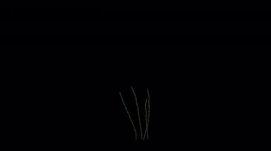 Growing Pink Flower animation in 3d
