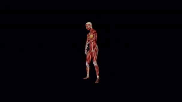 Muscular Dancer Animation Transparent Alpha Background — Video