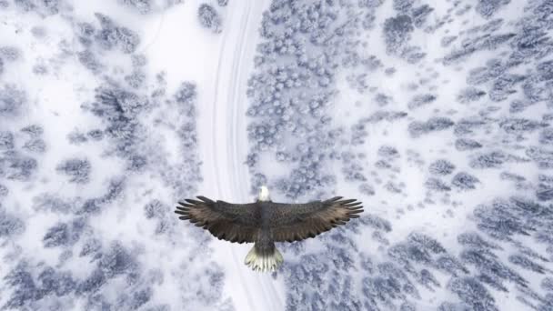 Eagle Flying Snow Forest Video Animation — Video
