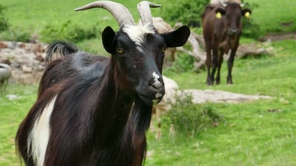 Black Goat Pasture Wild Forest — Stockvideo