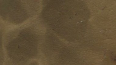 Canlandırılmış deniz tabanı nedensel görünümü