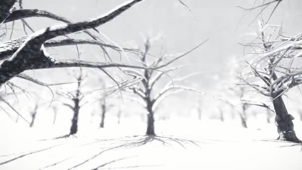 White Forest Animation — Stockvideo