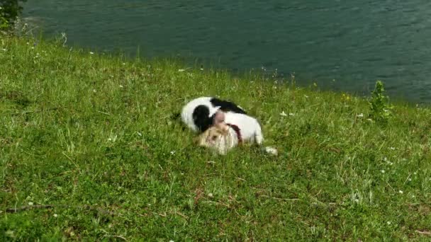 Jack Russell Terrier Rolling Grass — Αρχείο Βίντεο