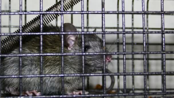 Rat Trap Animation — Stock Video