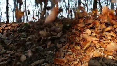 Sonbaharda Yaprakların Düşüşü