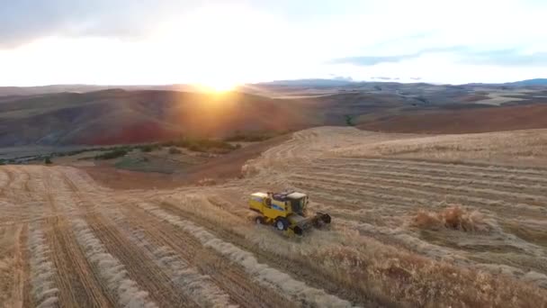 Boer Oogst Tarwe Met Een Oogstmachine — Stockvideo