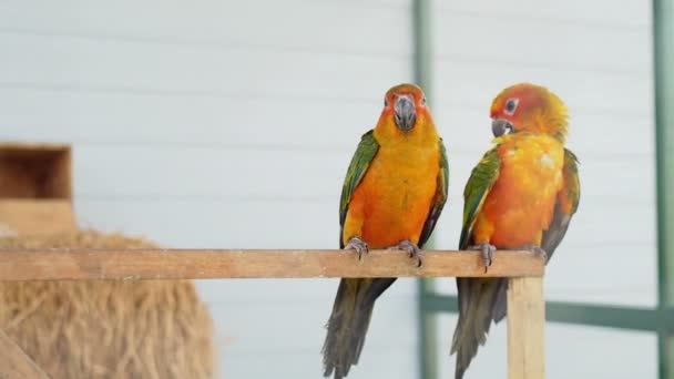 Cute Parrots Playing — 图库视频影像
