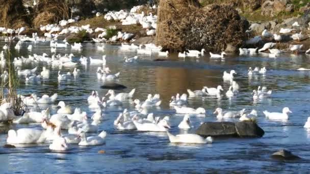 Ultra Beautiful Ducks River — Vídeo de Stock