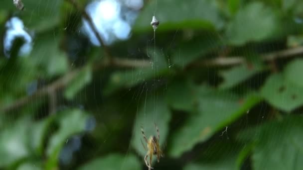 Spider Waiting Its Prey Spider Entangles Its Victim — Vídeo de stock