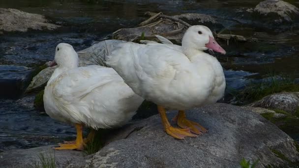 White Ducks Shot River — стоковое видео