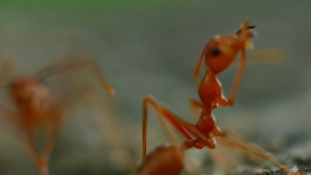 Ant Close Extreme Macro — Video Stock