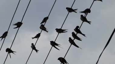 Martins yakın planda çekilmiş, ışıklandırılmış.