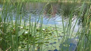 güzel nilüferler göl üzerinde