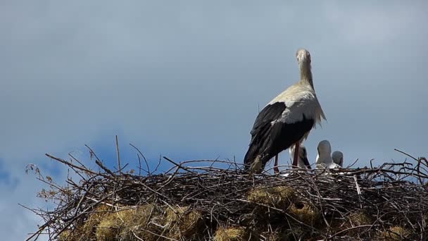 White Stork Nest Little Storks — Stock Video